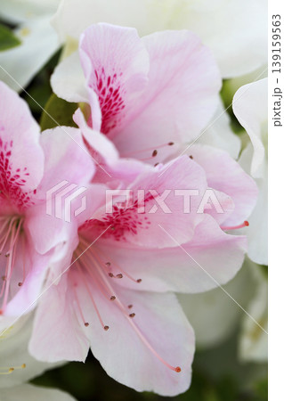 垣根に咲いたピンクのグラデーションが綺麗なツツジの花 垣根に咲いたピンクのグラデーションが綺麗なツツジの花 139159563