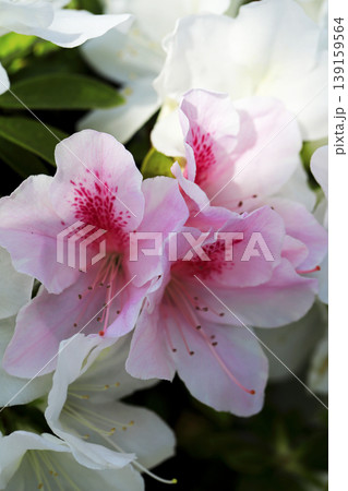 白いツツジの中に咲いているピンクのグラデーションが綺麗なツツジの花 白いツツジの中に咲いているピンクのグラデーションが綺麗なツツジの花 139159564