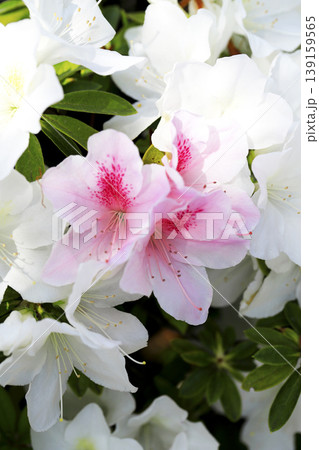 白いツツジの中に咲いているピンクのグラデーションが綺麗なツツジの花 白いツツジの中に咲いているピンクのグラデーションが綺麗なツツジの花 139159565
