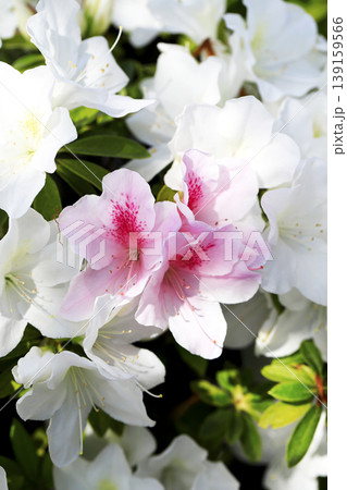 白いツツジの中に咲いているピンクのグラデーションが綺麗なツツジの花 白いツツジの中に咲いているピンクのグラデーションが綺麗なツツジの花 139159566