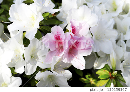 白いツツジの中に咲いているピンクのグラデーションが綺麗なツツジの花 白いツツジの中に咲いているピンクのグラデーションが綺麗なツツジの花 139159567