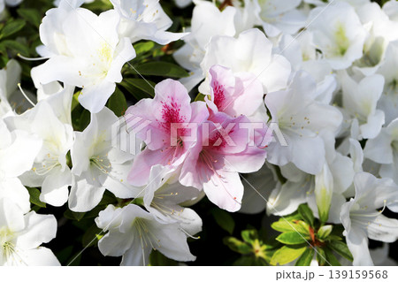 白いツツジの中に咲いているピンクのグラデーションが綺麗なツツジの花 139159568