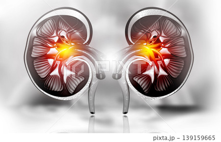 Human kidney cross section Human kidney cross section 139159665