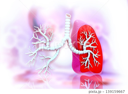 Human lungs anatomy Human lungs anatomy 139159667