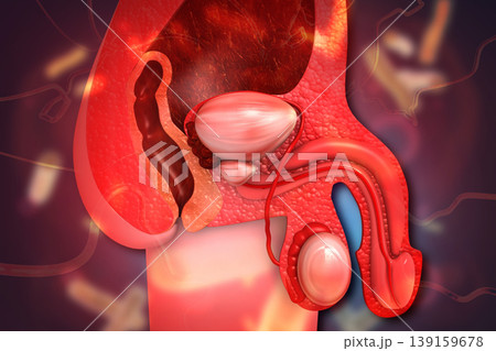 Male urinary system anatomy Male urinary system anatomy 139159678
