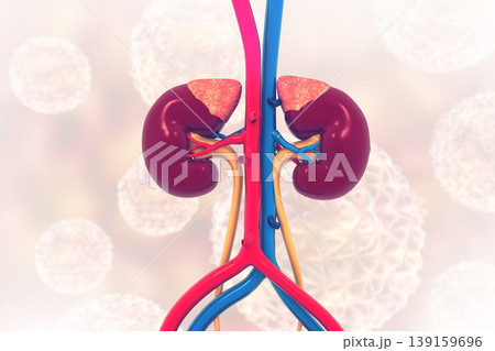 Human kidney anatomy on medical background Human kidney anatomy on medical background 139159696