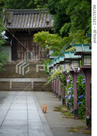 アジサイが咲く寺院の参道を歩く猫。和風イメージ。京都、日本 139159786