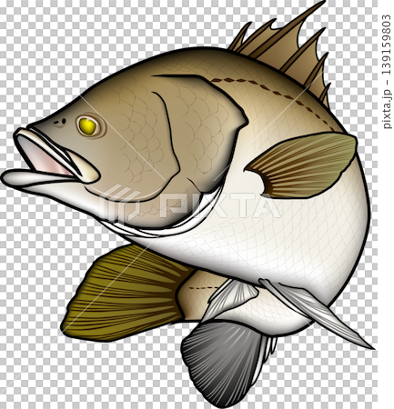 Fish illustration: Barramundi (Larvaeidae family, Southern Barramundi), vector format, single fish on a white background. Fish illustration: Barramundi (Larvaeidae family, Southern Barramundi), vector format, single fish on a white background. 139159803