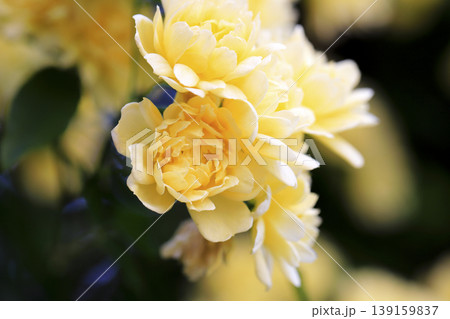 花壇のつる棚から垂れ下がったモッコウバラの黄色い花 139159837