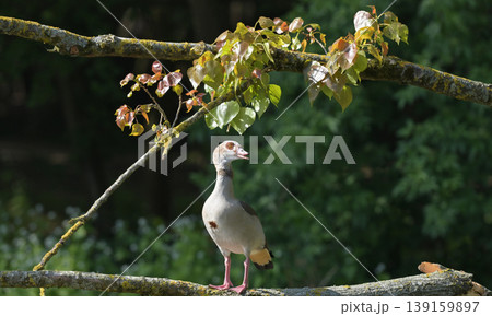 Egyptian Goose Under Tree Branch 139159897