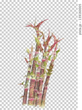 Watercolor illustration of Itadori (Japanese knotweed) [Hand-drawn] White background cutout 139160005