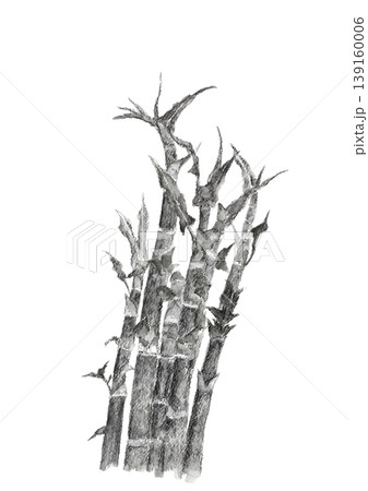 水墨画風水彩で描いた虎杖（イタドリ）のモノトーンのイラスト楚材【手描き】白バック 切り抜き 139160006