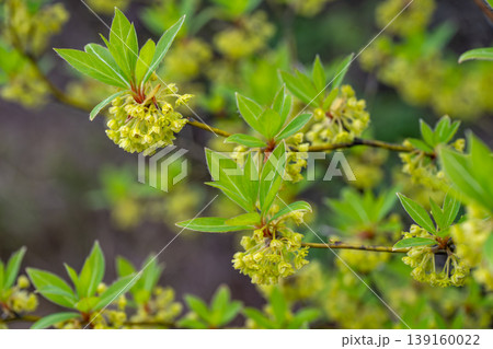 高級楊枝の材料になるクロモジの花 高級楊枝の材料になるクロモジの花 139160022