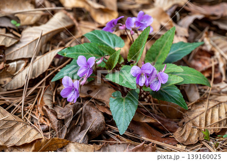 林の中に咲く赤紫色のシハイスミレの花 林の中に咲く赤紫色のシハイスミレの花 139160025