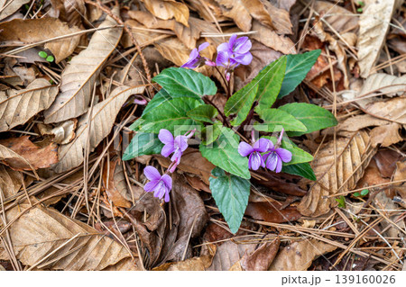 林の中に咲く赤紫色のシハイスミレの花 139160026