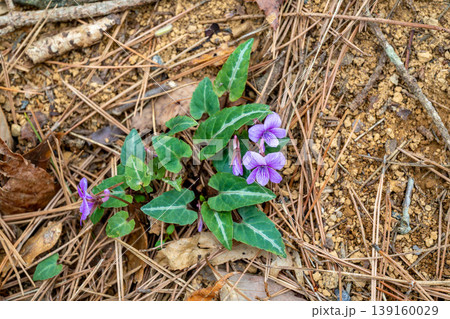 林の中に咲く赤紫色のシハイスミレの花 139160029