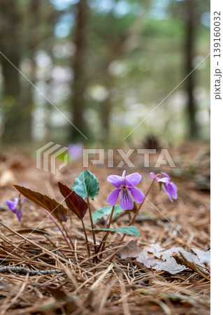 林の中に咲く赤紫色のシハイスミレの花 林の中に咲く赤紫色のシハイスミレの花 139160032