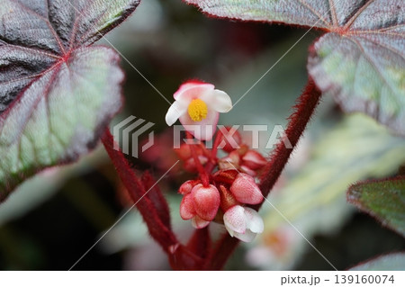 Delicate Begonia Flower and Textured Leaves Close Up Delicate Begonia Flower and Textured Leaves Close Up 139160074
