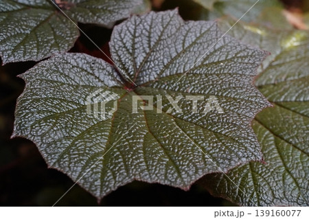 Close up of a Begonia Leaf Texture Close up of a Begonia Leaf Texture 139160077