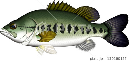 魚イラスト　ブラックバス　真横　ベクター形式　白背景単体 139160125