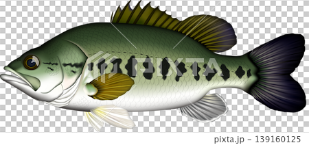 魚イラスト　ブラックバス　真横　ベクター形式　白背景単体 139160125