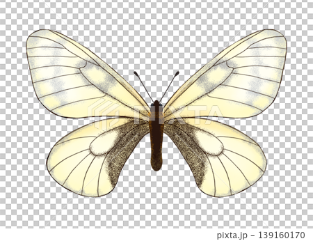 帕納西斯灰蝶(Parnassius glacialis)插圖;圖像;剪貼畫;插圖;PNG。 帕納西斯灰蝶(Parnassius glacialis)插圖;圖像;剪貼畫;插圖;PNG。 139160170
