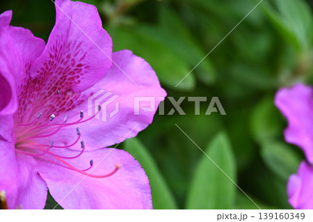 川崎市等覚院とつつじの花 139160349