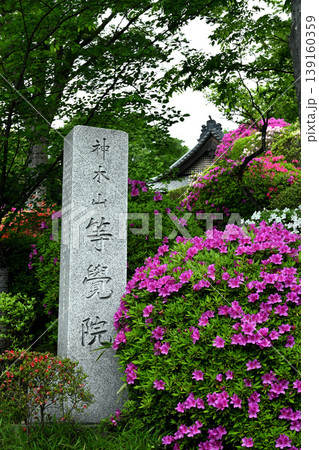 川崎市等覚院とつつじの花 川崎市等覚院とつつじの花 139160359