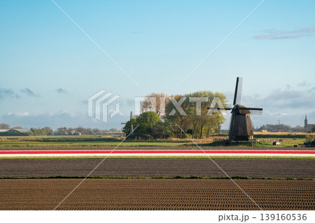 An beautiful windmill in The Netherlands whit tulips fields 139160536