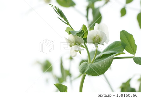 スナップエンドウの花 スナップエンドウの花 139160566