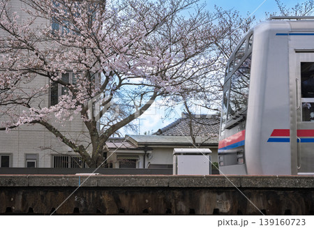 桜と鉄道のある風景　京成電鉄　鬼越駅 139160723