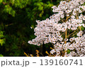 桜の花と若葉 139160741