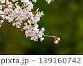 満開の桜の花と緑の葉が美しい風景 139160742