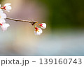 桜の花が咲いた 139160743