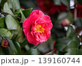 赤い椿の花 139160744