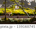 苔むした枝の桜 139160745
