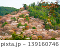 山に咲く山桜 139160746