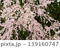 満開になったシダレザクラ 139160747
