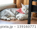 寝転ぶ猫 139160771