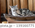 くつろぐ猫 139160775