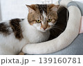 見つめる猫 139160781