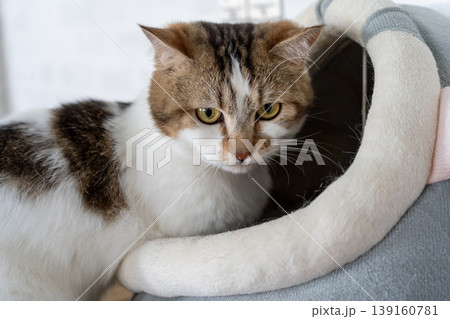 見つめる猫 見つめる猫 139160781