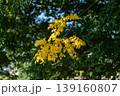 紅葉した葉 139160807