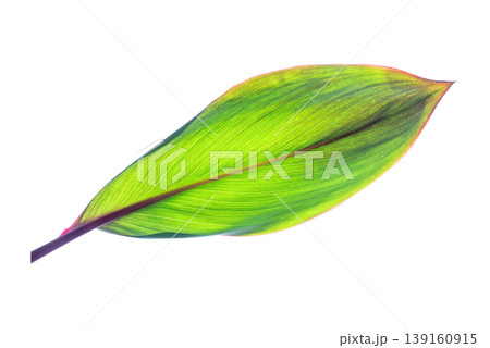 Vibrant Green Leaf with Parallel Veins Isolated on White Vibrant Green Leaf with Parallel Veins Isolated on White 139160915