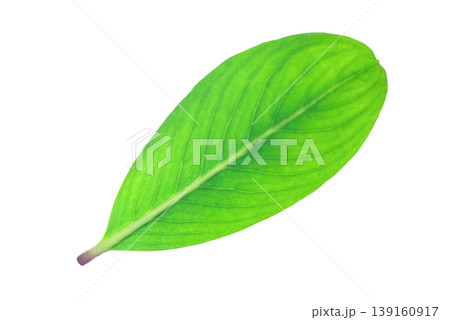 green leaf isolated on white background 139160917