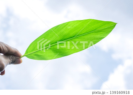 green leaf in hand, Hand Holding Fresh Green Leaf Against Bright Sky Background 139160918