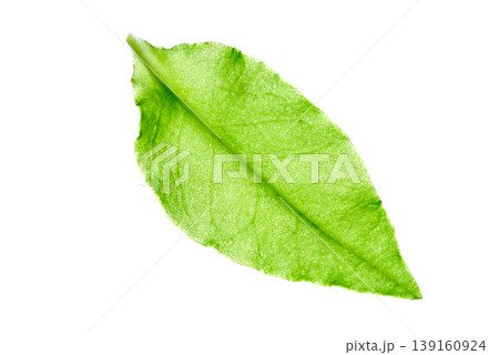 green leaf isolated on white background 139160924
