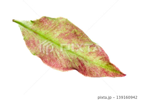 Fresh Tropical Green Leaf Isolated for Design Nature Organic Graphic Asset 139160942