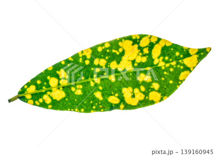leaf of mango isolated on white background 139160945