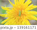タンポポとヤブキリの幼虫 139161171